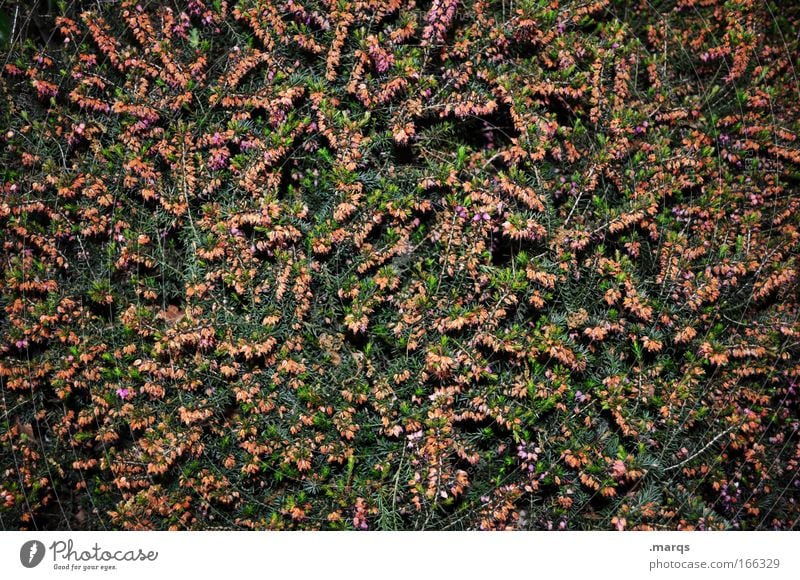 Chaos Farbfoto Außenaufnahme Experiment Strukturen & Formen Blitzlichtaufnahme Natur Pflanze Frühling Sommer Sträucher Blüte Grünpflanze Park Blühend leuchten