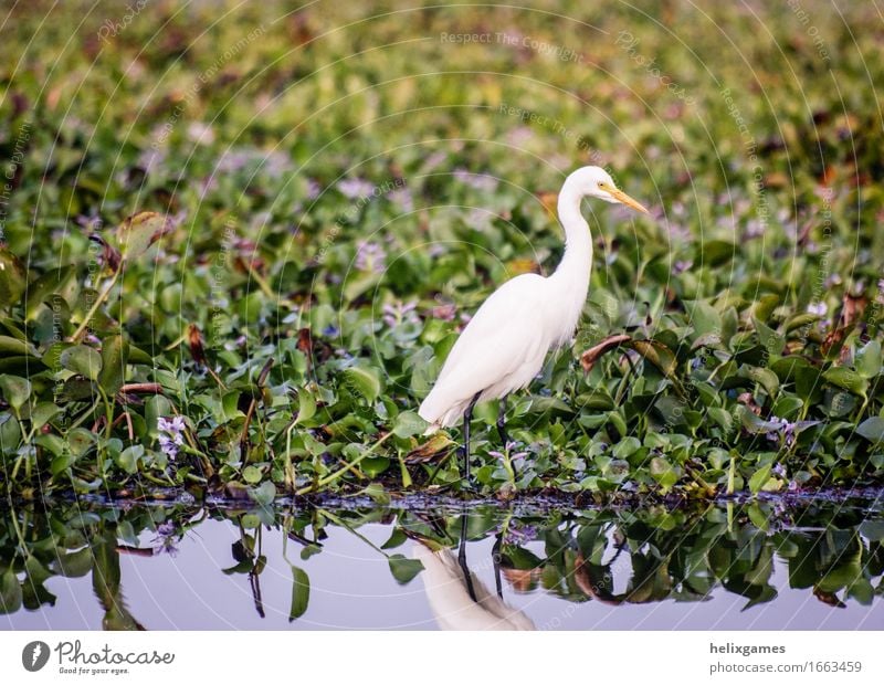 Reiher Insel Natur Tier Klima Wald Urwald Moor Sumpf Teich See Platz Vogel wild Backwaters Kerala Tiere Asien Beautyfotografie Indien sonnig tropisch Wildnis