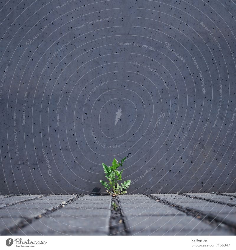 grau-grün-gaga Umwelt Natur Pflanze Tier Gras Grünpflanze Wildpflanze Park Mauer Wand Stein Beton Blühend Wachstum Löwenzahn Lebensraum kämpfen zäh stark Chance