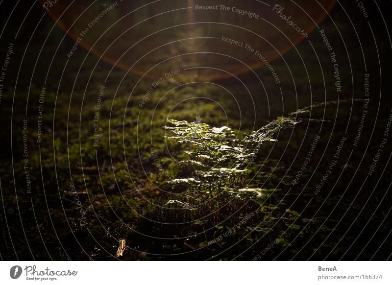 Farn Umwelt Natur Landschaft Pflanze Sonnenaufgang Sonnenuntergang Sonnenlicht Frühling Moos leuchten Wachstum klein natürlich grün Leben nachhaltig