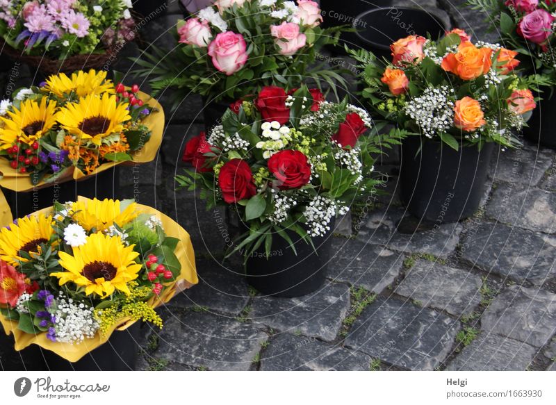 AST 9 | nimm Blumen mit... Frühling Rose Sonnenblume Blumenstrauß Dekoration & Verzierung Blumentopf Kopfsteinpflaster Stein stehen ästhetisch frisch schön