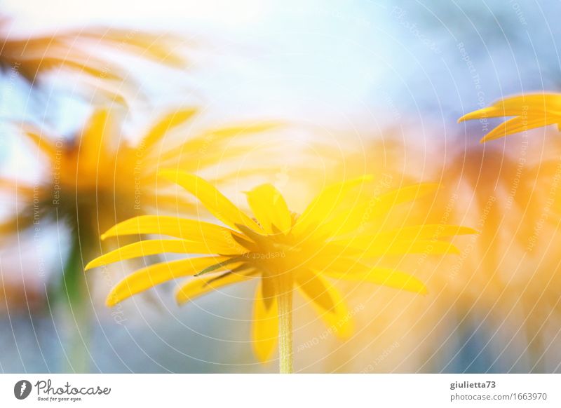 yellow flowers Natur Pflanze Wolkenloser Himmel Sonne Sonnenlicht Sommer Schönes Wetter Blume Garten träumen Glück schön gelb Lebensfreude Optimismus