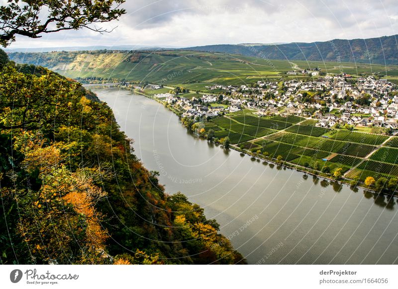 Moselblick zu Weinlese Ferien & Urlaub & Reisen Tourismus Ausflug Ferne Freiheit Sightseeing Berge u. Gebirge wandern Umwelt Natur Landschaft Pflanze Tier