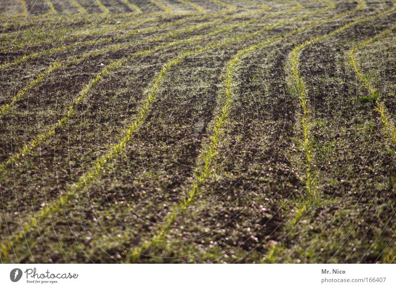 saat gut Außenaufnahme Muster Strukturen & Formen Natur Erde Feld braun Furche "wintersaat," Biologische Landwirtschaft ökologisch Linie Ackerbau Saatgut krumm