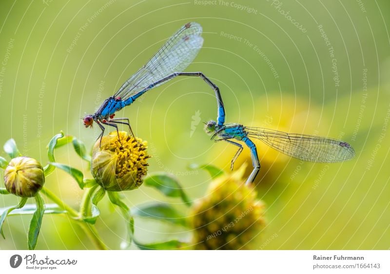 Libellen ( Kleines Granatauge ) bei der Paarung Umwelt Natur Tier Wildtier 2 "Libellenpaarung Liebe Sex" Farbfoto Außenaufnahme Nahaufnahme Detailaufnahme Tag