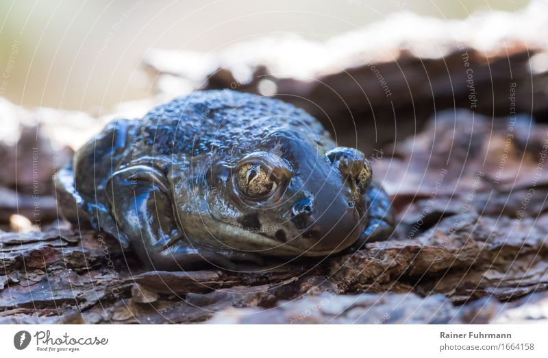 Eine Knoblauchkröte bei der Krötenwanderung im Frühjahr Umwelt Natur Tier Feld 1 ruhig "Krötenwanderung Naturschutz Brandenburg Barnim" Farbfoto Außenaufnahme