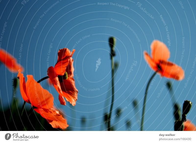 Pure Nature Farbfoto mehrfarbig Außenaufnahme Morgen Schatten Kontrast Sonnenlicht Unschärfe Schwache Tiefenschärfe Pflanze Wolkenloser Himmel Frühling