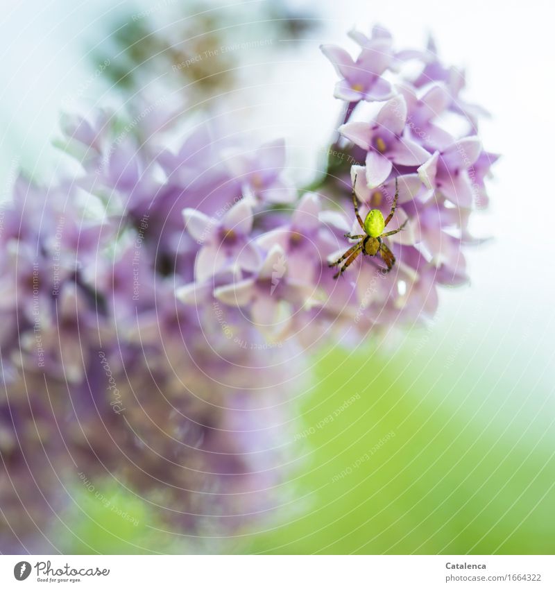 Kürbisspinne auf Flieder Natur Pflanze Tier Blüte Fliederbusch Garten Wildtier Spinne 1 beobachten Blühend Duft krabbeln verblüht schön grün violett rosa Umwelt