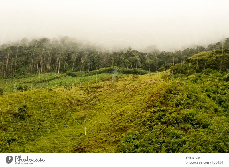 Regenwald Abholzung Farbfoto Außenaufnahme Menschenleer Textfreiraum oben Textfreiraum unten Morgen Tag Totale Panorama (Aussicht) Umwelt Natur Pflanze Wetter