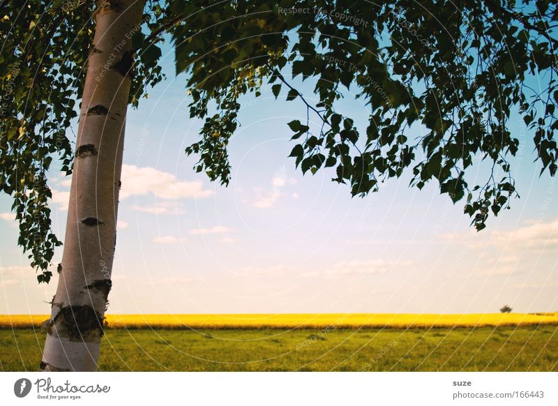 Naturfenster Umwelt Landschaft Pflanze Urelemente Himmel Wolken Sommer Klima Schönes Wetter Baum Gras Nutzpflanze Birke Rapsfeld Wiese Feld Stadtrand Blick