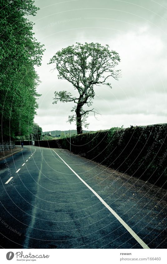 freie fahrt Farbfoto Gedeckte Farben Zentralperspektive Autofahren Straße dunkel kalt leer Freiheit Baum Baumkrone Asphalt Republik Irland Verkehr