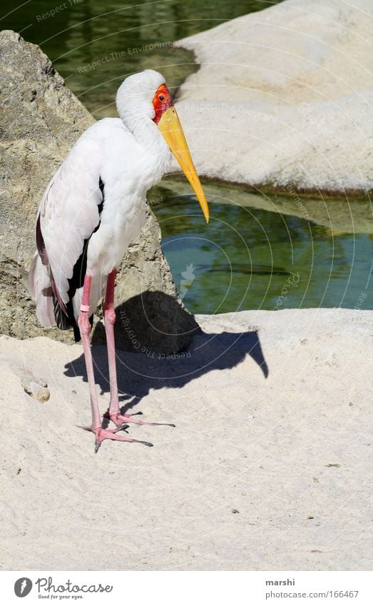 Nimmersatt Farbfoto Außenaufnahme Menschenleer Natur Landschaft Sand Park Tier Wildtier Vogel Flügel 1 gelb rot schwarz Zoo Feder Wachsamkeit Blick beobachten