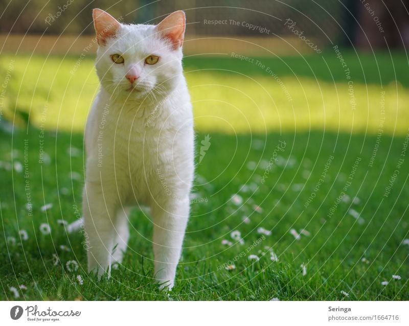 Snow White Pflanze Tier Frühling Park Wiese Haustier Katze Tiergesicht Fell Krallen Fährte 1 Tierjunges schön klug Geschwindigkeit süß Weiße Katze Katzenkopf