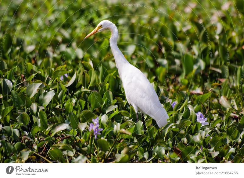 Reiher Insel Natur Tier Klima Seeufer Flussufer Teich Wildtier Vogel 1 wild Backwaters Kerala Tiere Asien Beautyfotografie Indien sonnig tropisch Wildnis