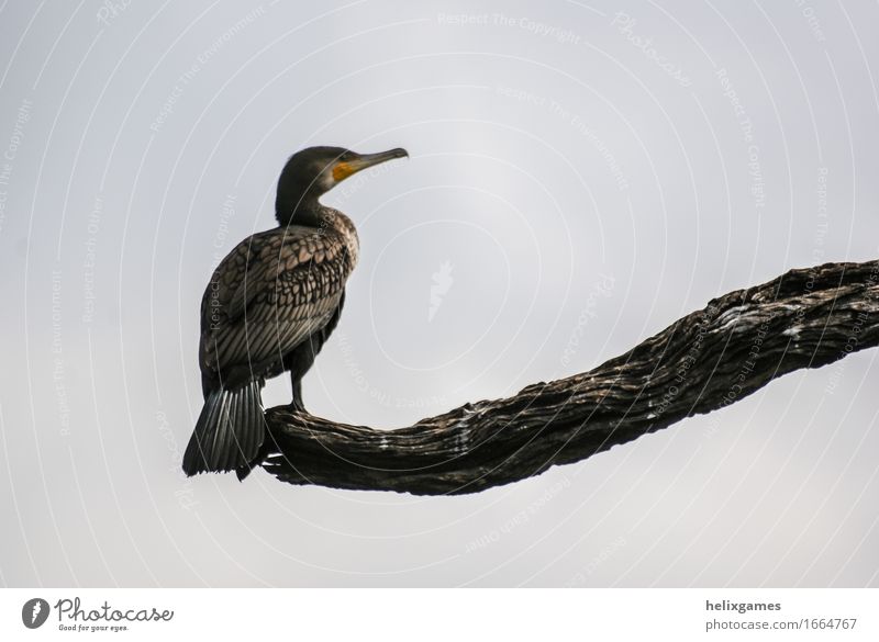 Kormoran auf einer Niederlassung Natur Tier Himmel Platz Wildtier Vogel Flügel 1 glänzend schön schwarz Periyar NP Thekaddy Schnabel Ast Feder Indien Barsch