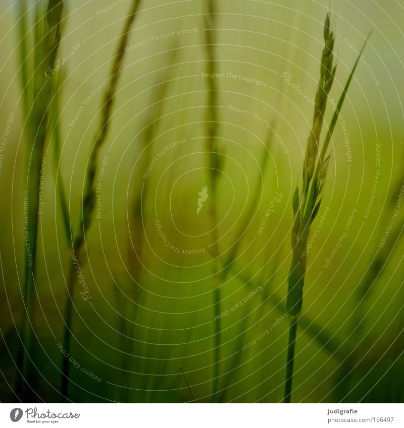 Gras Farbfoto Außenaufnahme Nahaufnahme Tag harmonisch ruhig Sommer Umwelt Natur Pflanze Wiese Wachstum gelb grün Idylle einzigartig Pollen Samen Halm Stengel