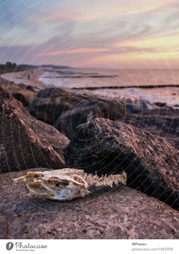 oller fischkopp Fisch Fischkopf Strand Stein Abenddämmerung Sonnenuntergang Müll Biomüll Skelett Kopf Tierschädel Wolken Bühne Angler Angeln gruselig