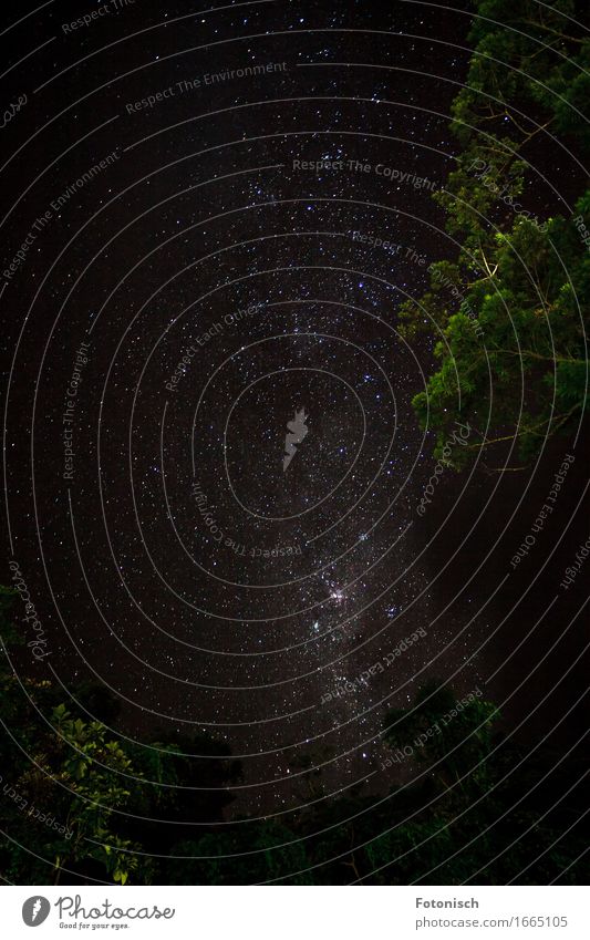 Milchstraße Umwelt Natur Himmel nur Himmel Wolkenloser Himmel Baum Wald Urwald einzigartig Zufriedenheit Ferien & Urlaub & Reisen Ferne Erde Weltall Stern