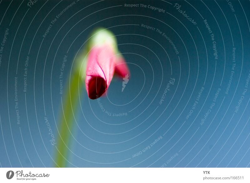 Aufblühende Einsamkeit Umwelt Natur Pflanze Frühling Blume Blüte Grünpflanze Blühend ästhetisch dunkel frisch natürlich blau violett Stimmung Frühlingsgefühle