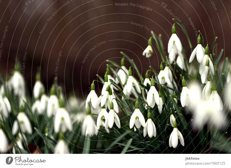 Bald ist's wieder soweit... Umwelt Natur Pflanze Schnee Grünpflanze Schneeglöckchen Garten Park Wiese ästhetisch Winter Frühling Frühlingsgefühle Frühlingsblume