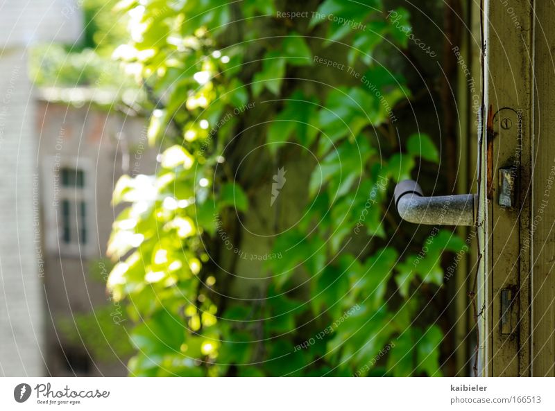 Wohnen im Grünen Farbfoto Außenaufnahme Menschenleer Textfreiraum links Kontrast Sonnenlicht Schwache Tiefenschärfe Häusliches Leben Wohnung Tür Efeu