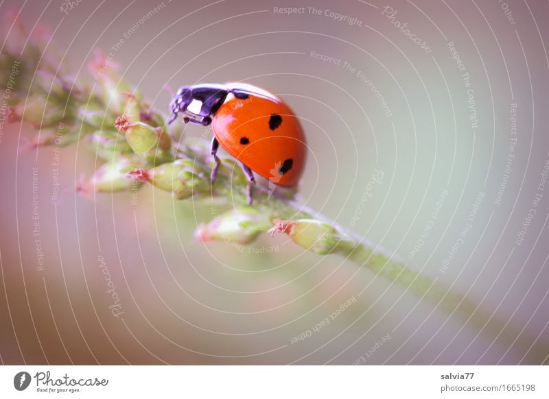 Glückskäfer Natur Pflanze Tier Frühling Sommer Blüte Grünpflanze Wildtier Käfer Siebenpunkt-Marienkäfer Insekt 1 krabbeln ästhetisch positiv schön grau grün