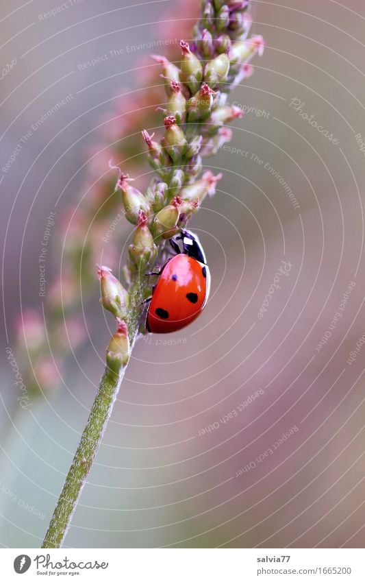 Aufwärtstrend Umwelt Natur Pflanze Tier Frühling Blüte Wiese Käfer Marienkäfer Siebenpunkt-Marienkäfer Insekt 1 krabbeln niedlich oben positiv braun grün orange