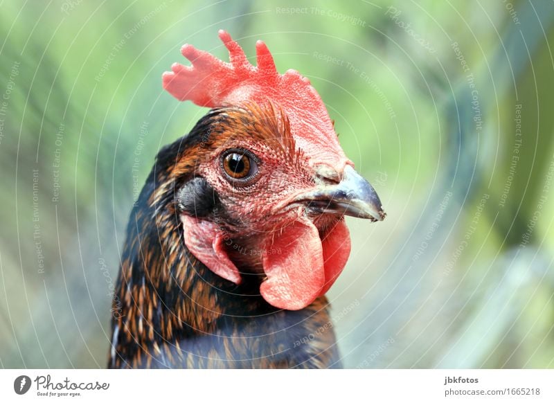 überwacht / Aufseherin im Hühnerstall Lebensmittel Ernährung Umwelt Natur Tier Nutztier Haushuhn 1 ästhetisch Coolness Außenaufnahme Menschenleer