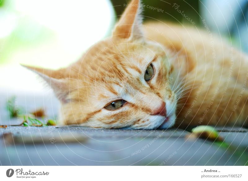 Red Tiger 18 Tier Haustier Katze Tiergesicht Fell Stein liegen schlafen kuschlig kaputt rot Tierliebe cat Kater mietzi getigert stubentiger Farbfoto Nahaufnahme