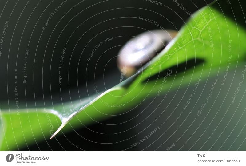 Schneckenhaus Umwelt Natur Pflanze Frühling Sommer Blatt Häusliches Leben ästhetisch authentisch einfach elegant natürlich Spitze grün schwarz Gelassenheit