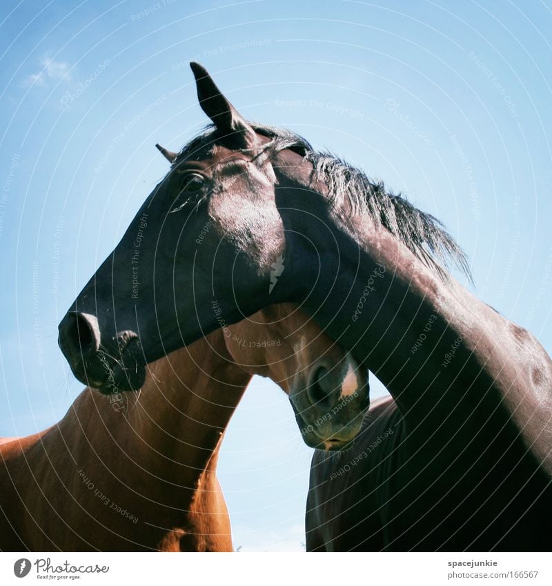 Love Farbfoto Außenaufnahme Reiten Himmel Sommer Tier Pferd 2 Tierpaar berühren Zusammensein genießen elegant glänzend Glück Neugier Zufriedenheit