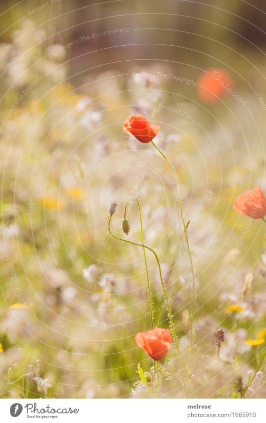 Leucht-M O H N elegant Natur Sommer Schönes Wetter Pflanze Blume Blüte Wildpflanze Blumenwiese Mohnblüte Blütenstiel Mohnkapsel Klatschmohn Gräserblüte Feld