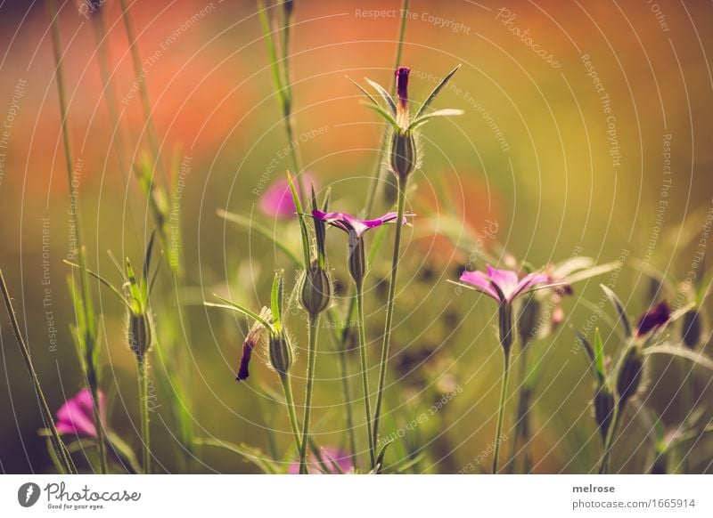 yeahhhhhhhh Sommer elegant Natur Schönes Wetter Pflanze Blume Blatt Wildpflanze Gras Gräserblüte Blütenpflanze Garten Wiese Farbstoff Farbenspiel sommerlich