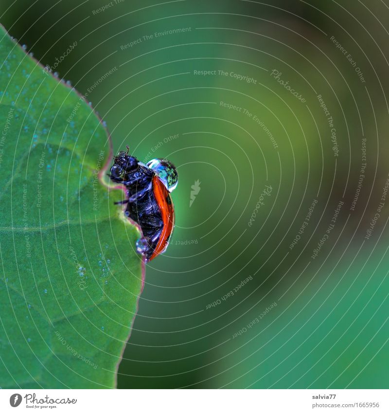 tropfnass Natur Wasser Wassertropfen schlechtes Wetter Regen Pflanze Blatt Käfer Marienkäfer Insekt krabbeln grün orange Frustration Wege & Pfade Tropfen Tau