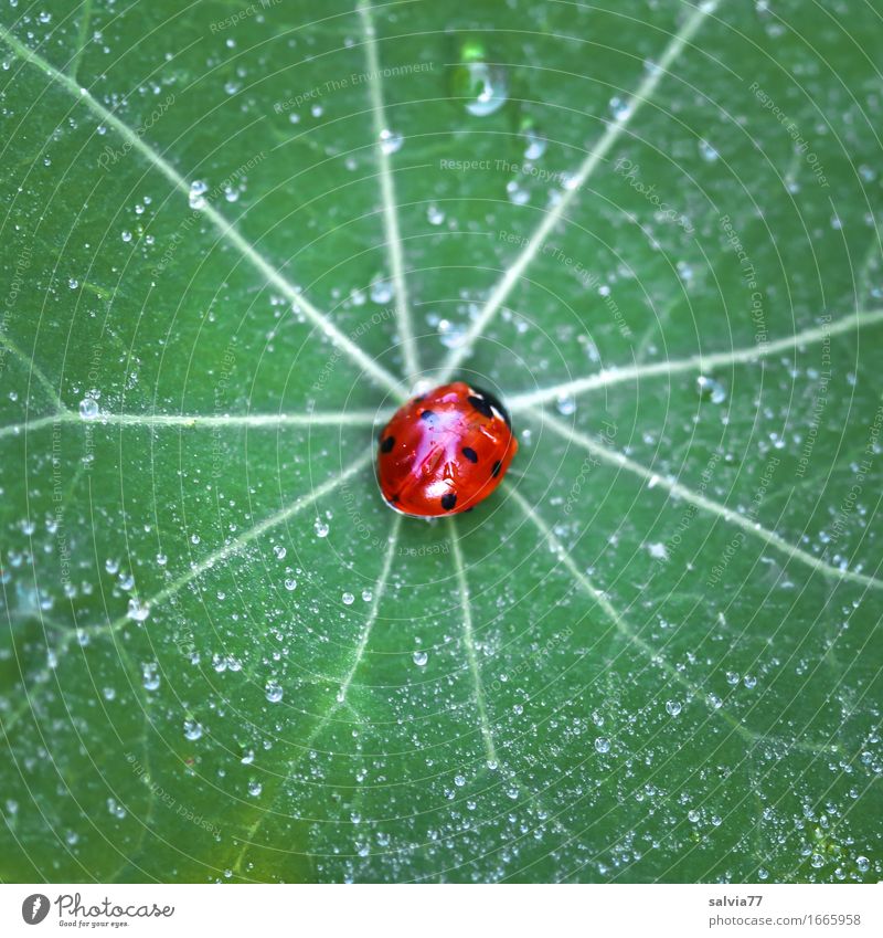 taufrisch Natur Wasser Wassertropfen Sommer Blatt Kapuzinerkresseblatt Garten Wildtier Käfer Marienkäfer Siebenpunkt-Marienkäfer 1 Tier krabbeln glänzend klein