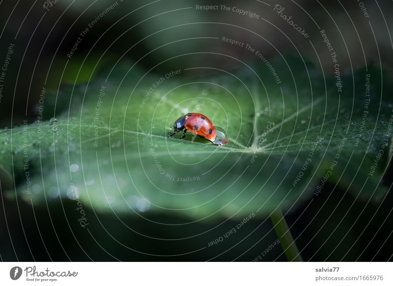 Schlepp-Tau Umwelt Natur Pflanze Tier Wasser Wassertropfen Sommer Blatt Grünpflanze kapuzienerkresse Garten Wildtier Käfer Siebenpunkt-Marienkäfer Insekt 1