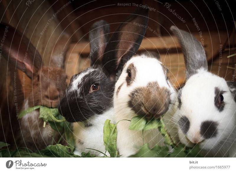 flauschig | Bio - Akkord Freizeit & Hobby Ferien & Urlaub & Reisen Garten Ostern Natur Tier Haustier Nutztier Fell Zoo Streichelzoo Tiergruppe Fressen weich