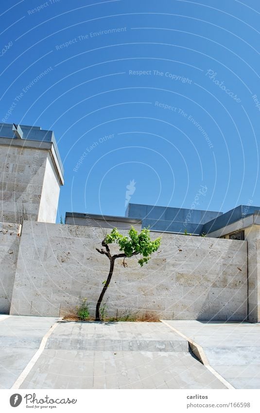 Der gute Wille zählt Weitwinkel Reichtum Design Traumhaus Schönes Wetter Baum Bauwerk Gebäude Mauer Wand Fassade Stein außergewöhnlich eckig elegant einzigartig