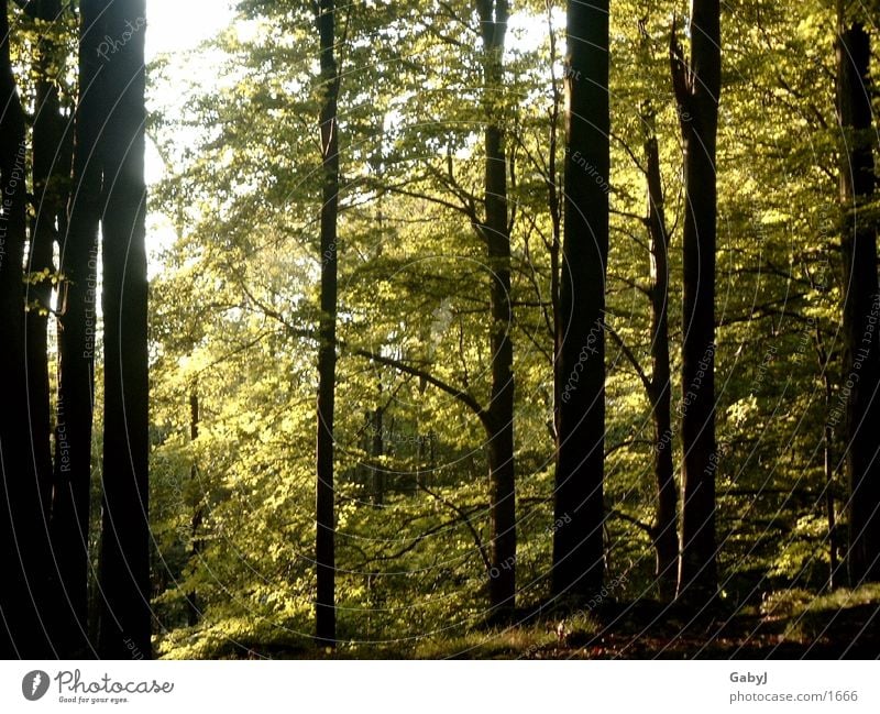 Waldlicht2 Baum Licht dunkel unheimlich Holzmehl Sammlung Baumstamm gefährlich Phantasie Fototapete lichtverhältnisse forest trees light darkness phantastic