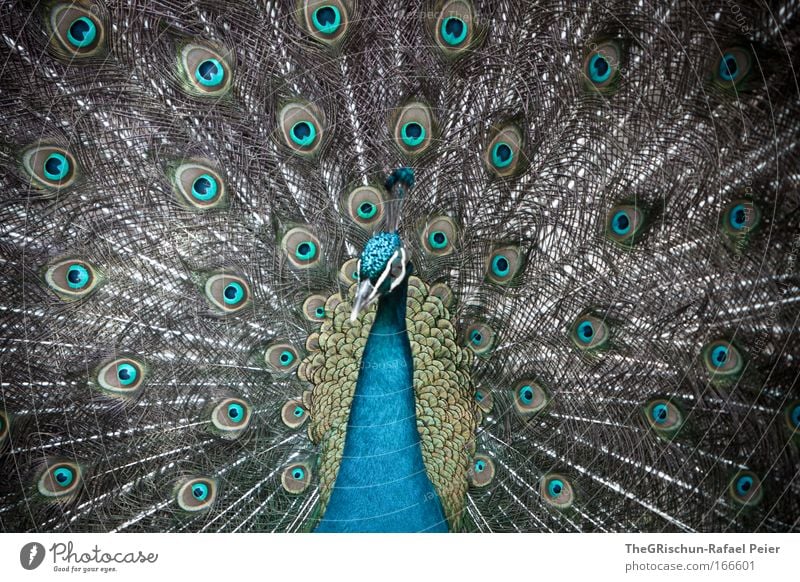 wow-pfau Farbfoto Außenaufnahme Strukturen & Formen Textfreiraum oben Tag Schatten Kontrast Wegsehen Natur Tier Zoo 1 ästhetisch außergewöhnlich Coolness