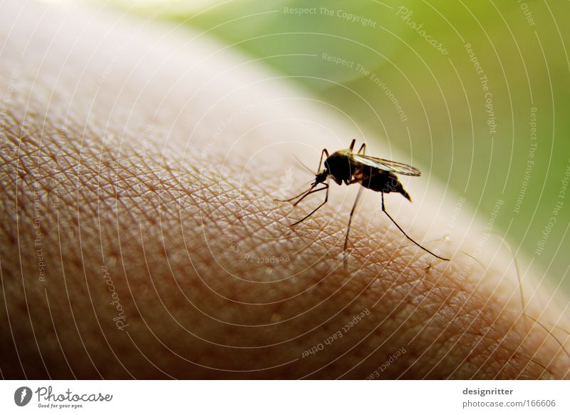 Zuuuuuutsch Farbfoto Außenaufnahme Nahaufnahme Detailaufnahme Makroaufnahme Textfreiraum links Textfreiraum oben Tag Schwache Tiefenschärfe trinken Saft Sommer