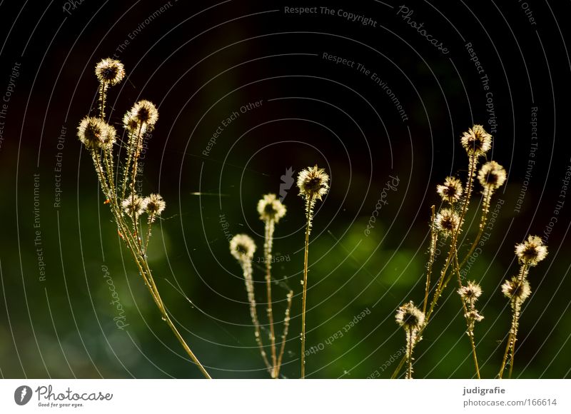 Lichtung Farbfoto Außenaufnahme Tag Silhouette Sonnenlicht Umwelt Natur Pflanze Sommer Schönes Wetter Wildpflanze Wiese leuchten dehydrieren Wachstum Spitze