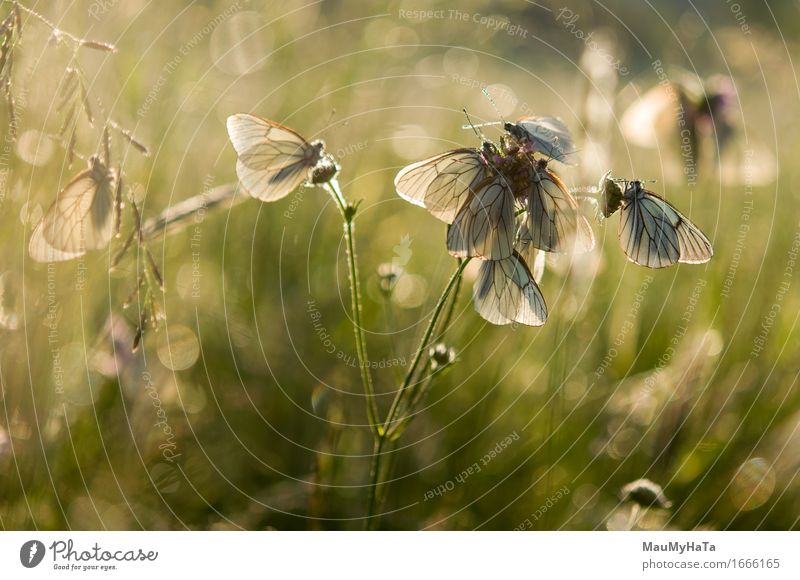 Aporia crataegi Natur Pflanze Klima Blume Gras Garten Park Feld Wald Tier Wildtier Schmetterling Tiergruppe Fröhlichkeit Euphorie Optimismus Tierliebe Romantik