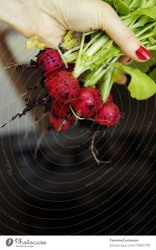 Eigener Anbau! :-) Lebensmittel Ernährung Abendessen Büffet Brunch Picknick Bioprodukte Vegetarische Ernährung Diät Fasten Natur Radieschen Aussaat Ernte Wurzel