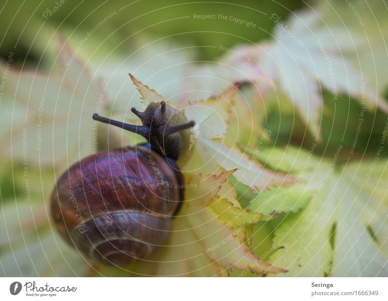 Anstrengender Aufstieg Natur Landschaft Pflanze Tier Frühling Sommer Baum Sträucher Blatt Wildpflanze Garten Park Wald Wildtier Schnecke Tiergesicht 1 klein