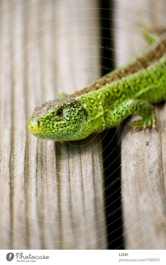 spunks' eidechse Farbfoto Außenaufnahme Nahaufnahme Tag Kontrast Sonnenlicht Unschärfe Schwache Tiefenschärfe Froschperspektive Tierporträt Blick Natur