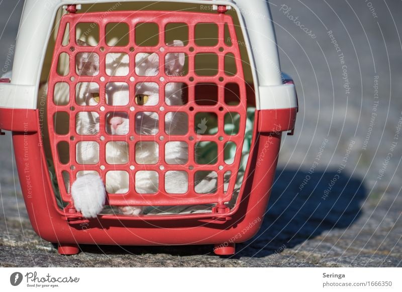 Käfighaltung Tier Haustier Katze Tiergesicht 1 fangen Traurigkeit Katzenkopf Katzenpfote Katzenauge Farbfoto mehrfarbig Außenaufnahme Detailaufnahme