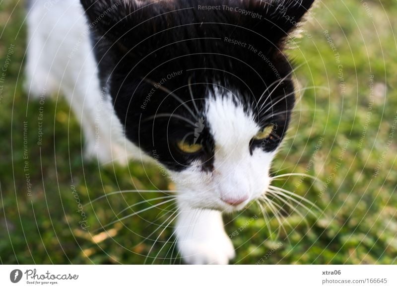 jäger Farbfoto Außenaufnahme Nahaufnahme Tag Sonnenlicht Tierporträt Ganzkörperaufnahme Vorderansicht Blick nach vorn Haustier Katze Fell Pfote 1 Aggression