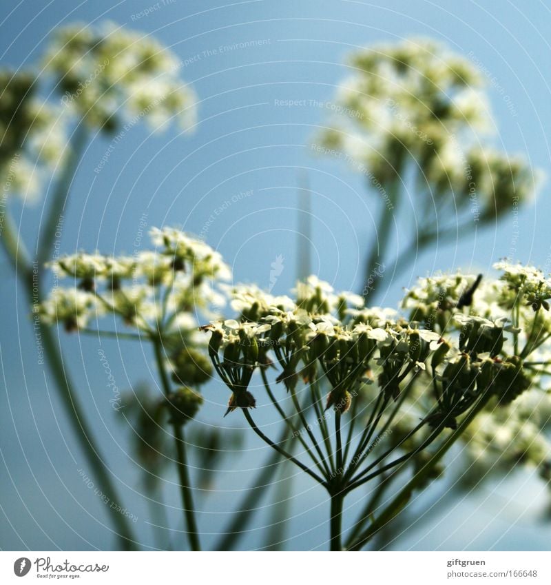 200 * fireworks! Umwelt Natur Pflanze Frühling Sommer Blume Blüte Blühend Wachstum himmelblau Botanik Farbfoto Außenaufnahme Menschenleer Tag