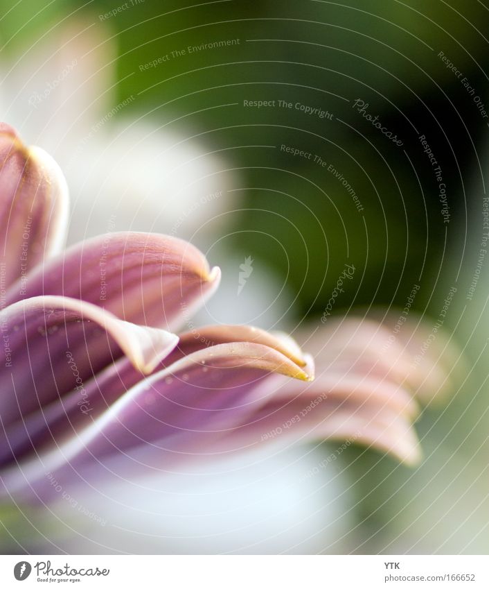 Alles Liebe, Margerite! Umwelt Natur Pflanze Frühling Schönes Wetter Blume Blüte Grünpflanze Topfpflanze Blühend exotisch violett rosa Stimmung Frühlingsgefühle